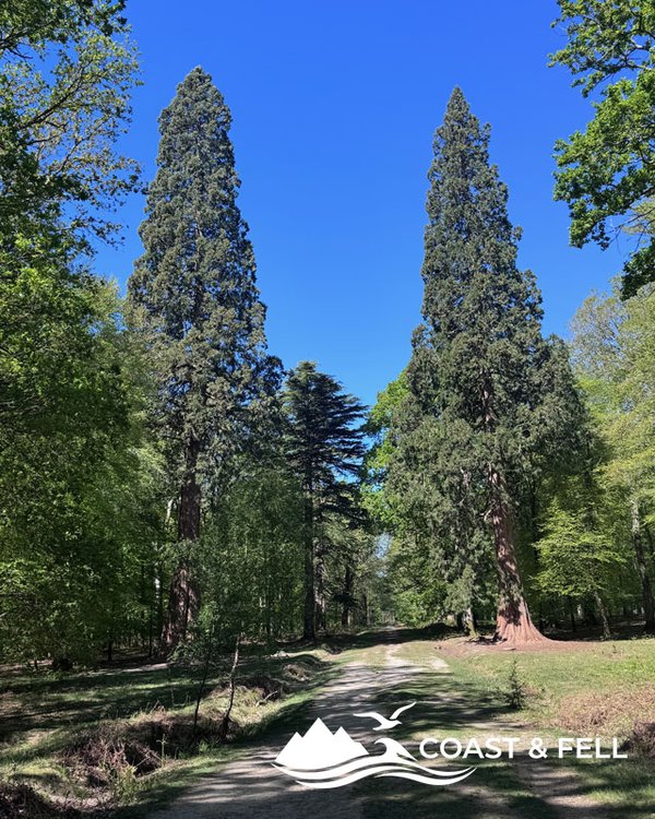 Brockenhurst and the Tall Trees Trail: New Forest circular walk guide